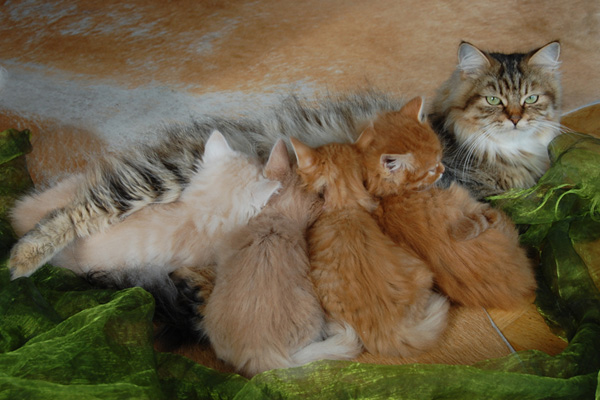 7 Wochen alt und schon sooo groß.jpg